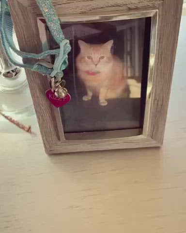 Collier photo personnalisé pour animal de compagnie avec une photo à l'intérieur